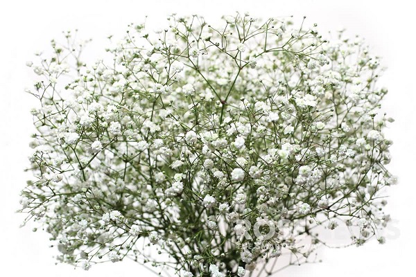 When to Give Baby Breath Singapore Flowers to the Special Women in Your Life