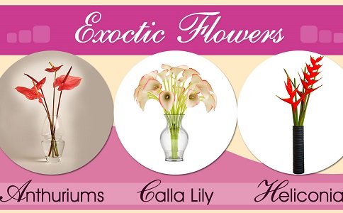 Different Types of Exotic Flowers for Gifts and Decorations