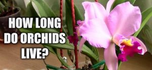 Lifespan of Orchid Plant