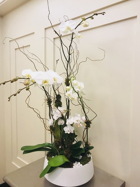 shop 4 stem white phalaenopsis orchid delivery