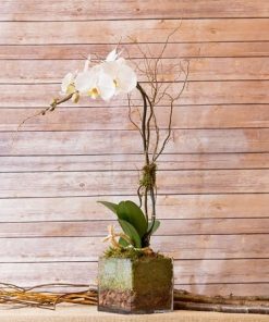 elegant white phalaenopsis orchid for display