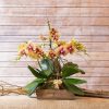 rare phalaenopsis orchid discount in singapore