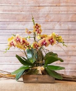 rare phalaenopsis orchid discount in singapore