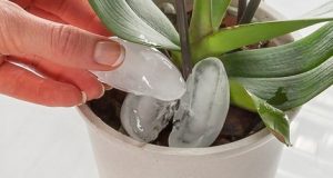 water orchid with ice