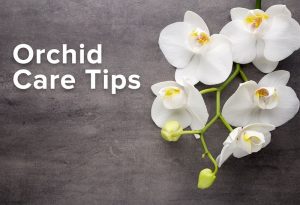 care for orchid in Singapore