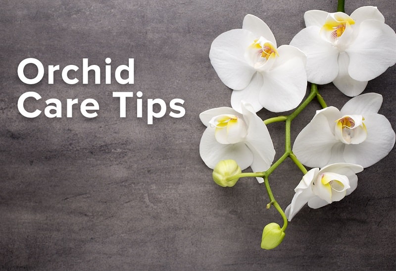 How to Care for Phalaenopsis Orchid: From the Store to Your Home in Singapore