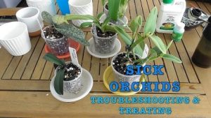 how to Treat a Sick Orchid?